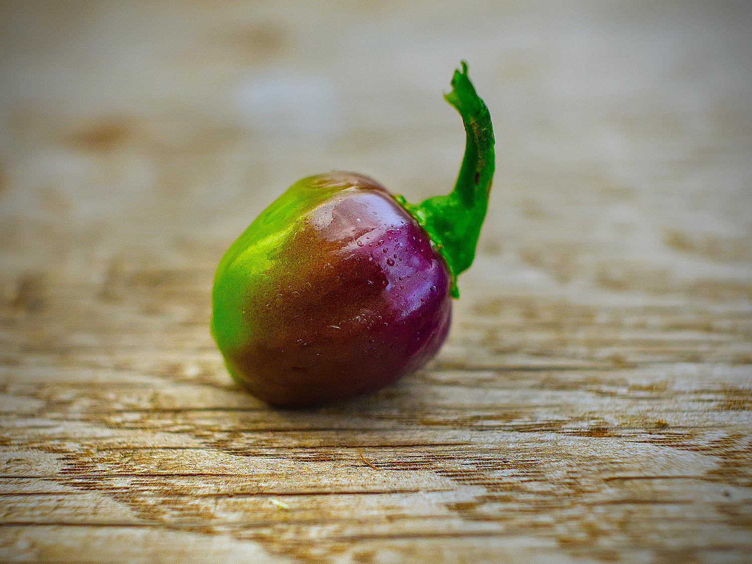  The outdoor Roxa pods were rounder, about the size of a marble—never elongating like their greenhouse siblings but just as stunning. 