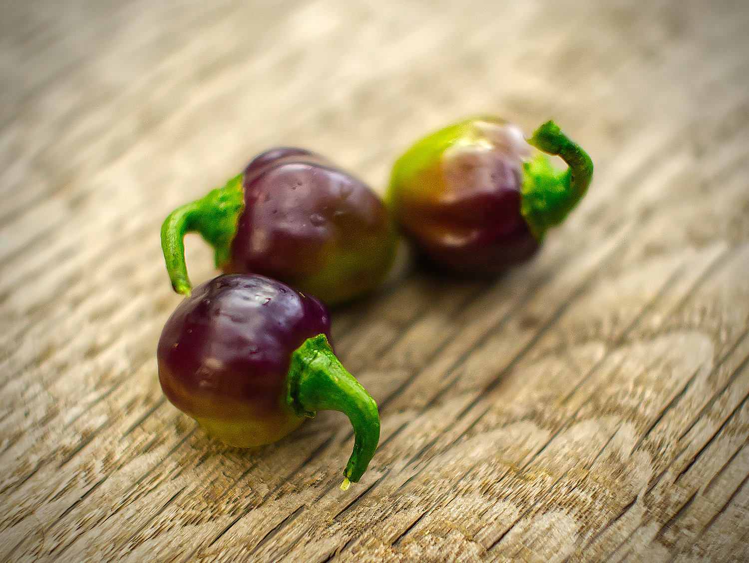  The outdoor Roxa pods were rounder, about the size of a marble—never elongating like their greenhouse siblings but just as stunning. 
