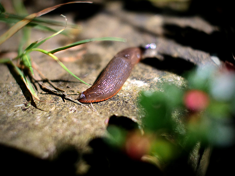 garden slug