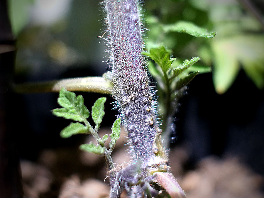 hairy tomato stem