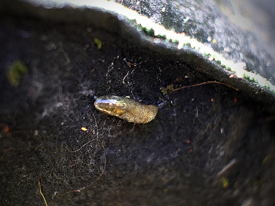 garden slug