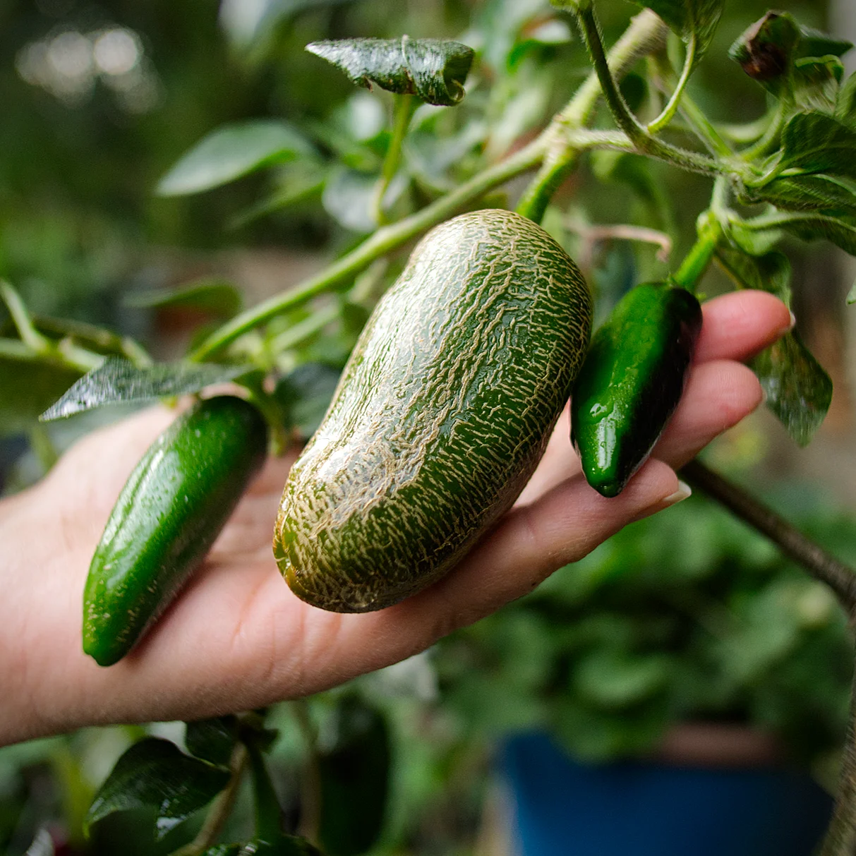  World of Chillies Farmers Market Jalapeño plant showing large corked green chillies 