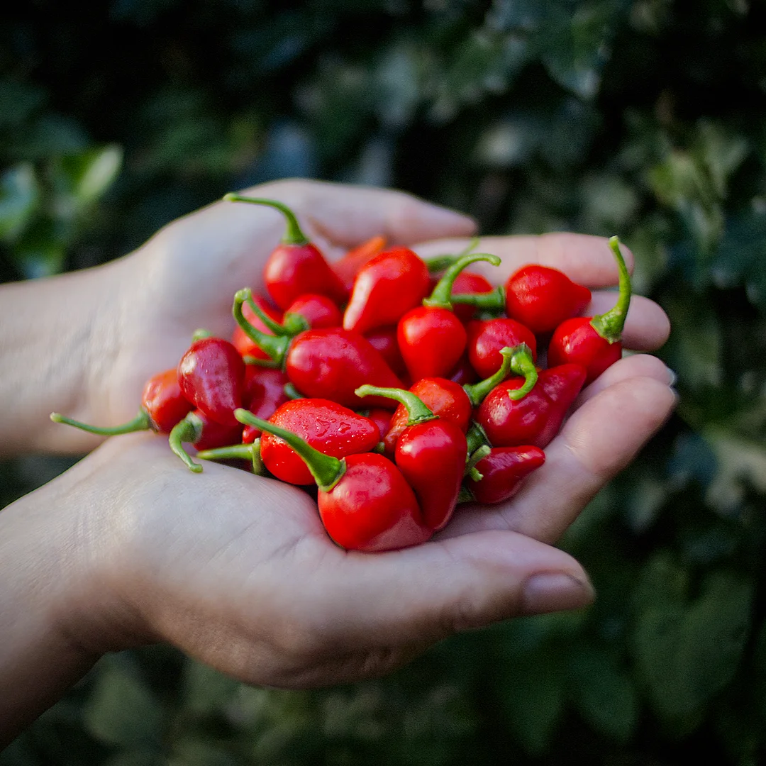  World of Chillies Raging Bull chilli Biquinho × Habanero hybrid with red teardrop fruit in hands 