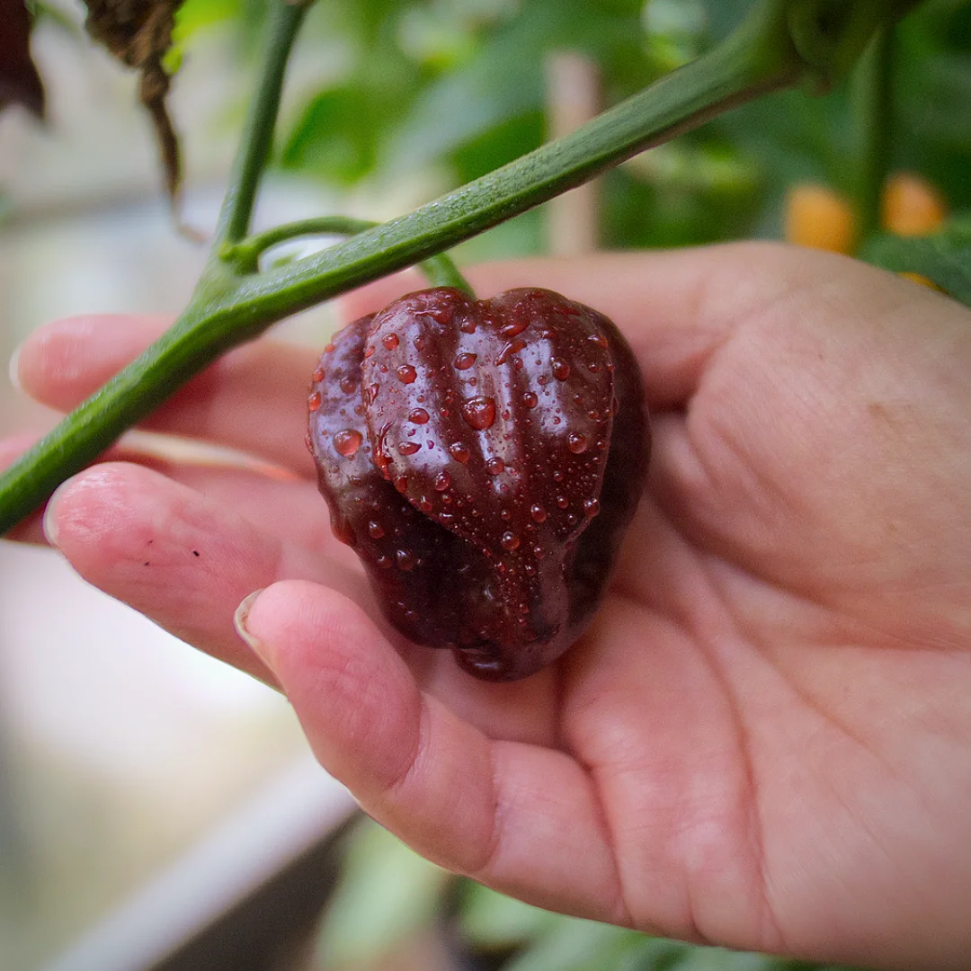  World of Chillies Chocolate Primo superhot chilli with dark chocolate-coloured pod 