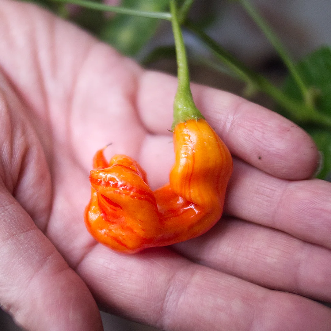  World of Chillies Sugar Rush Stripey chilli with peach and red striped pod held in hand 