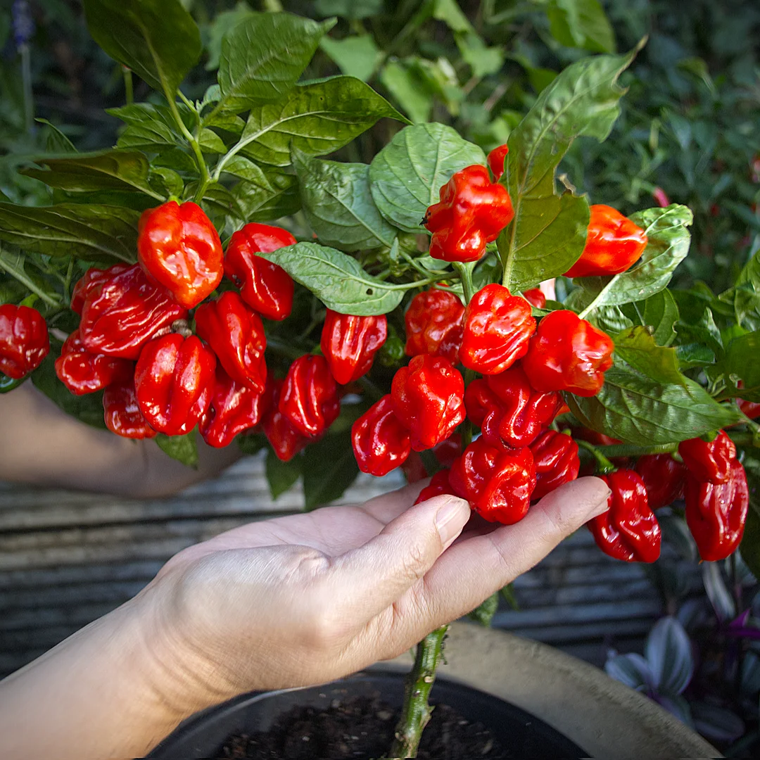  World of Chillies Red Seven Pot chilli plant loaded with bright red fruit 