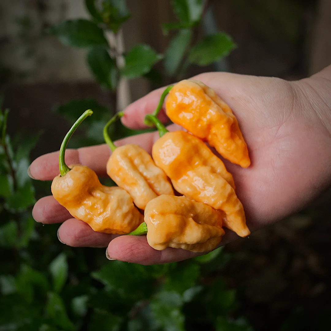  World of Chillies Peach Fatalii chilli pods held in hand showing orange colour and glossy skin 
