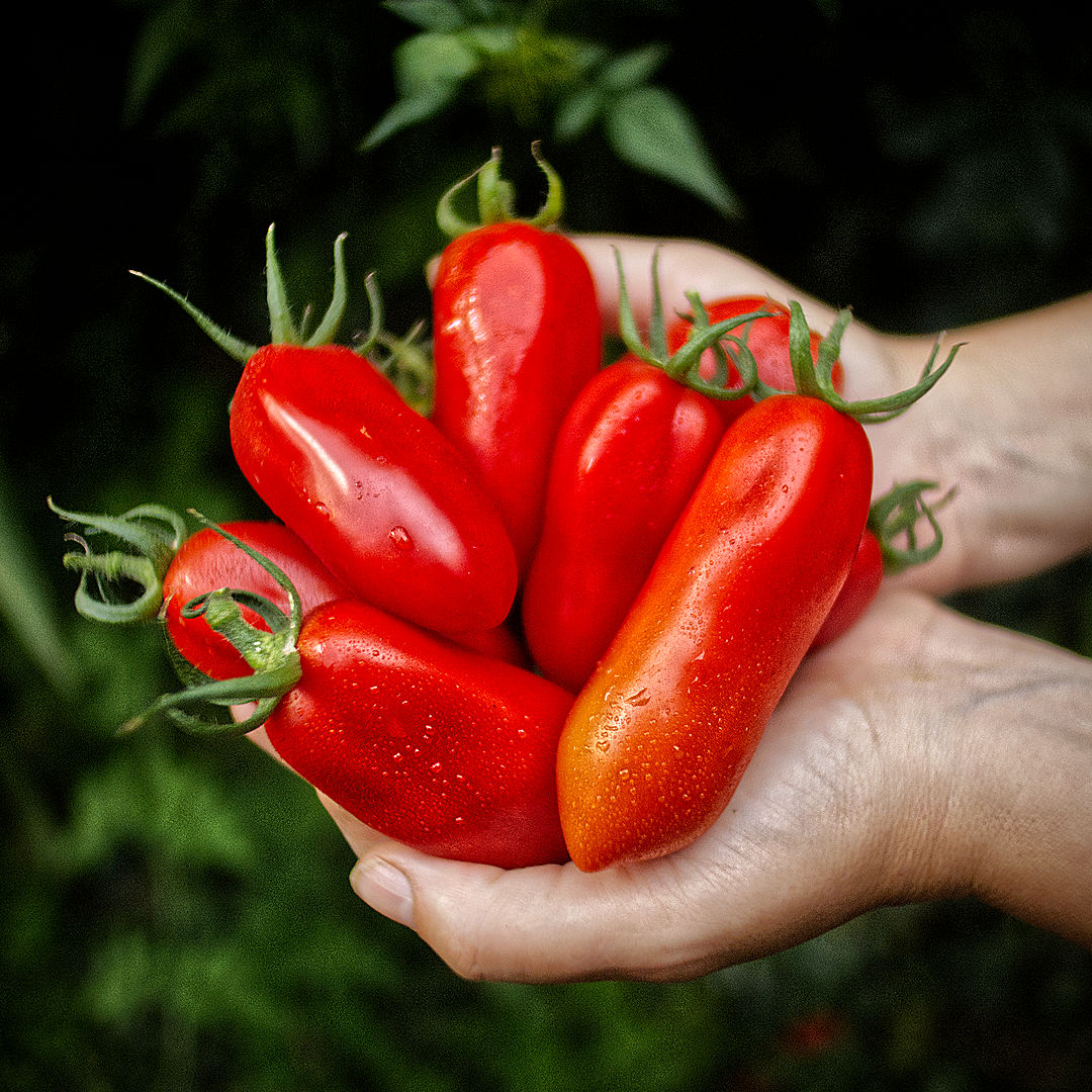  World of Chillies San Marzano tomatoes held in hands showing ripe red fruit 
