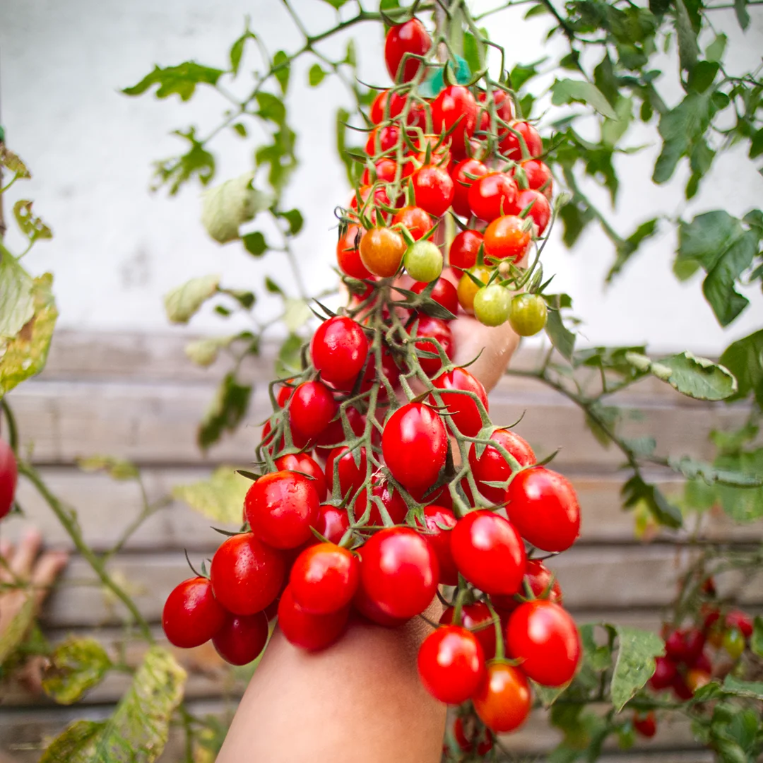  Tutti Frutti.
This one rocketed away and fruited early, even outside in our heatwave summer. Long trusses of oval fruits, uniform and plentiful. Not syrupy sweet, but balanced with a fresh, cleansing flavour. Let them go to deep red for the full effect — a real difference from the lighter red stage. Definite repeat grower. 
