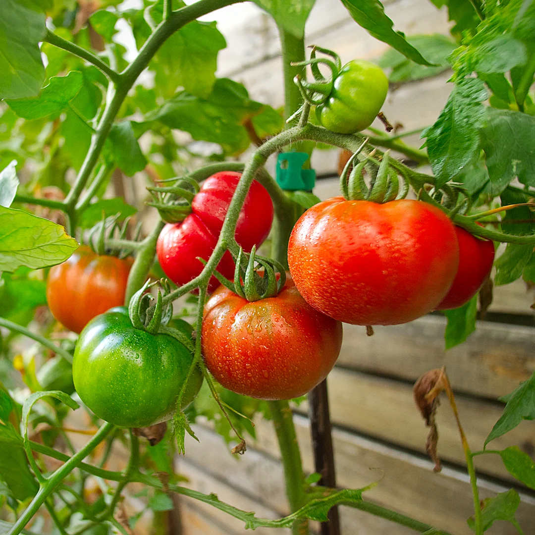  World of Chillies Super Marmande beefsteak tomatoes ripening on the vine 