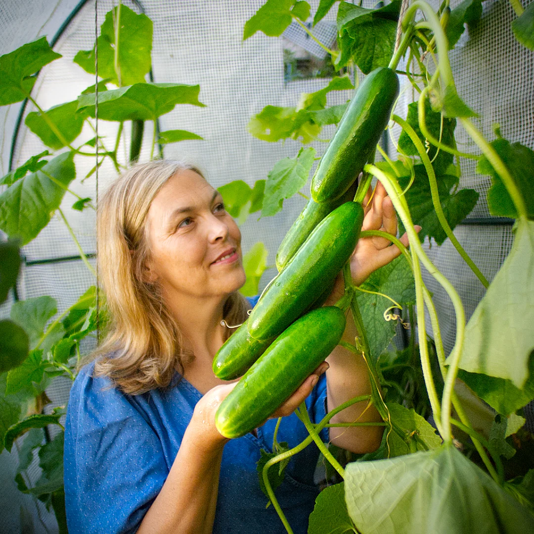  World of Chillies Carmen cucumbers growing in greenhouse, long green fruit on vine 