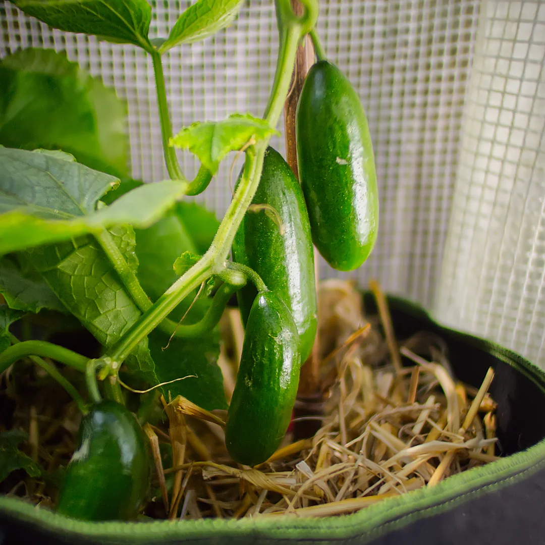  World of Chillies Mini Munch cucumbers growing in pot with small crunchy fruit 