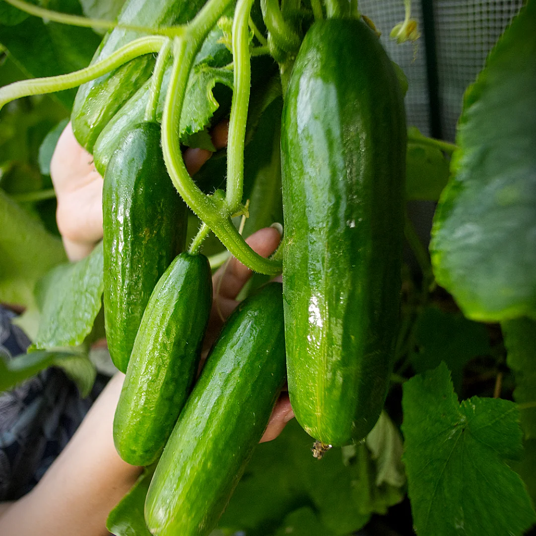  World of Chillies Piccolino cucumbers with glossy green skins growing in cluster 