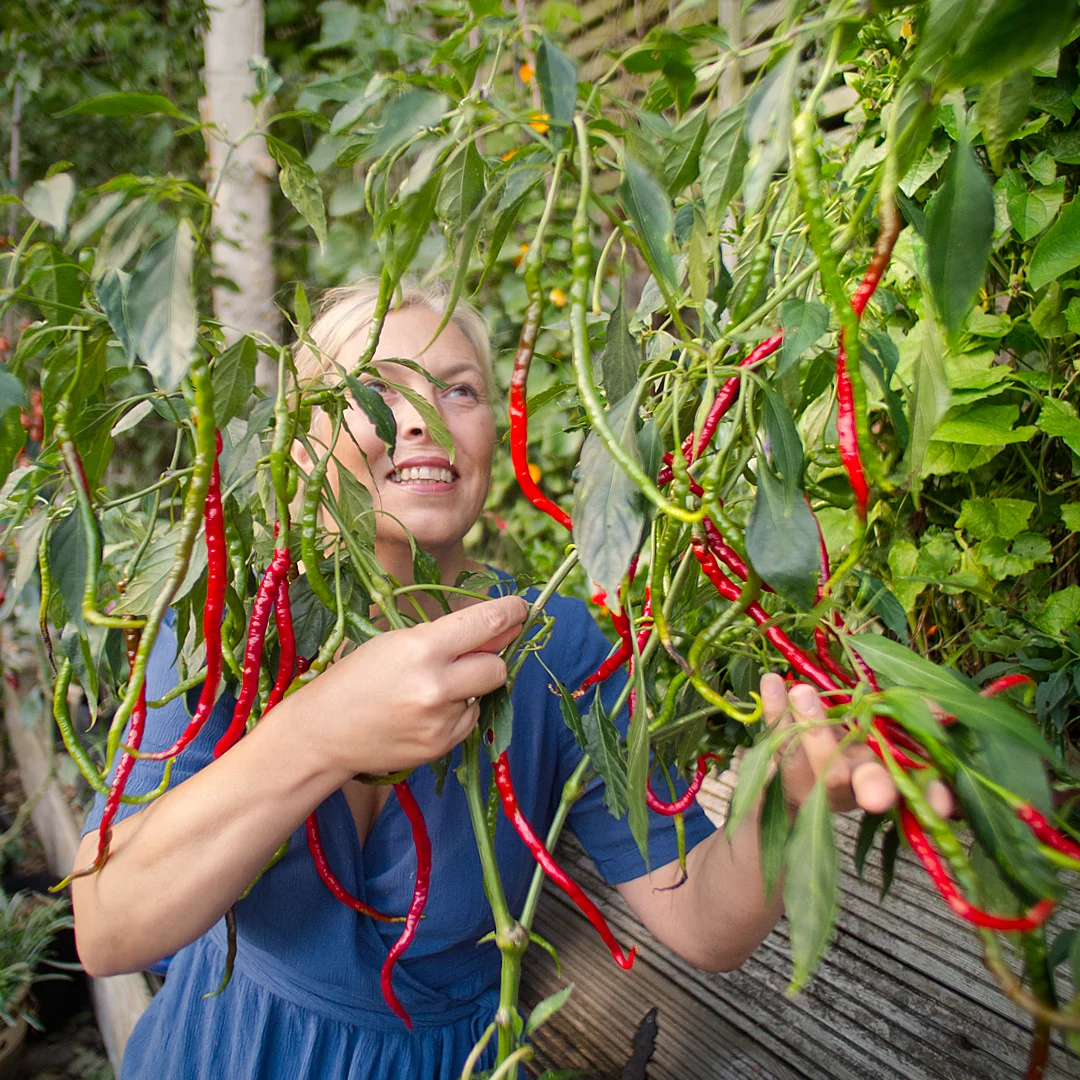  World of Chillies Turkish Snake Chilli plant with long twisted red pods in garden 