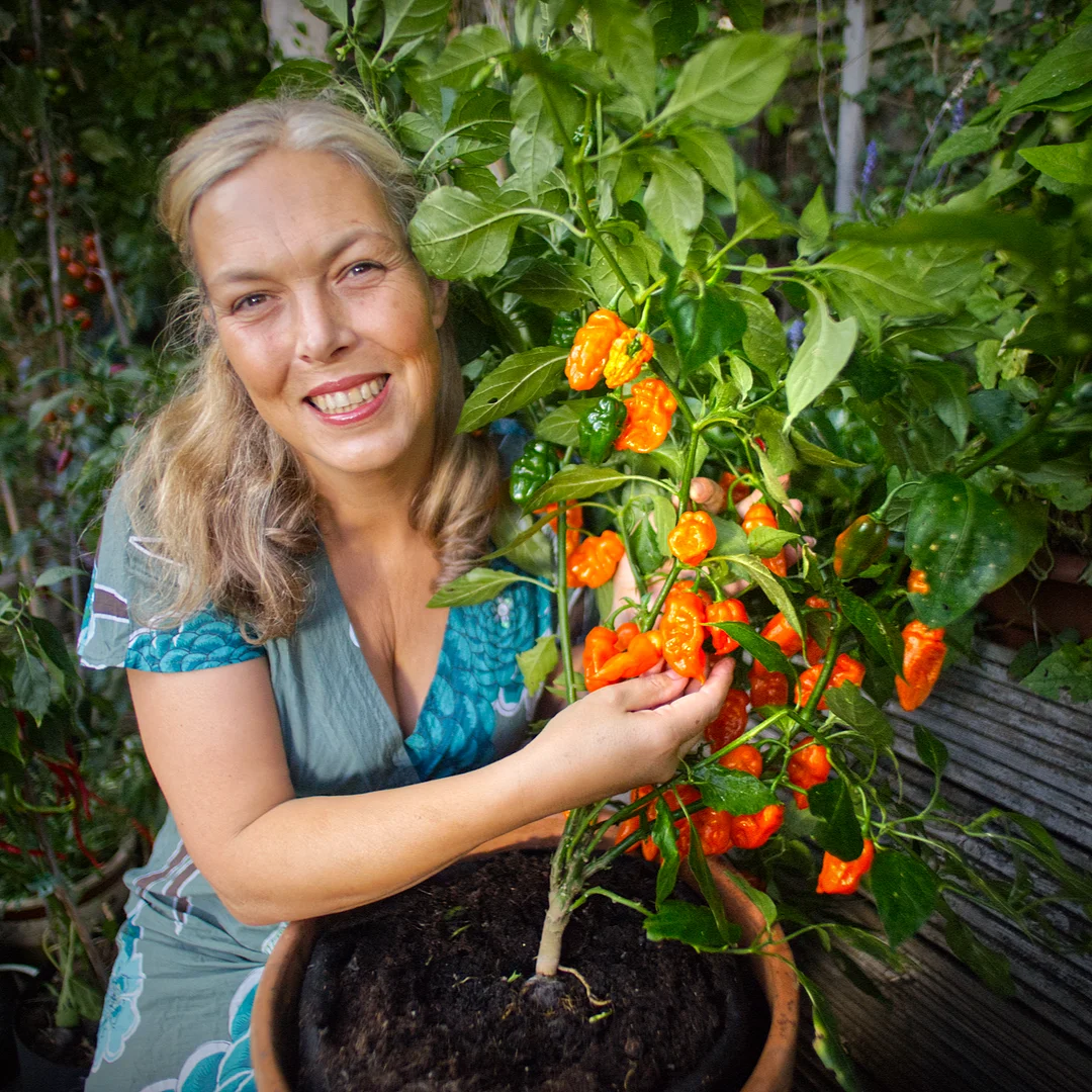  World of Chillies: Devil’s Tongue × Scorpion hybrid chilli with orange pods on potted plant 