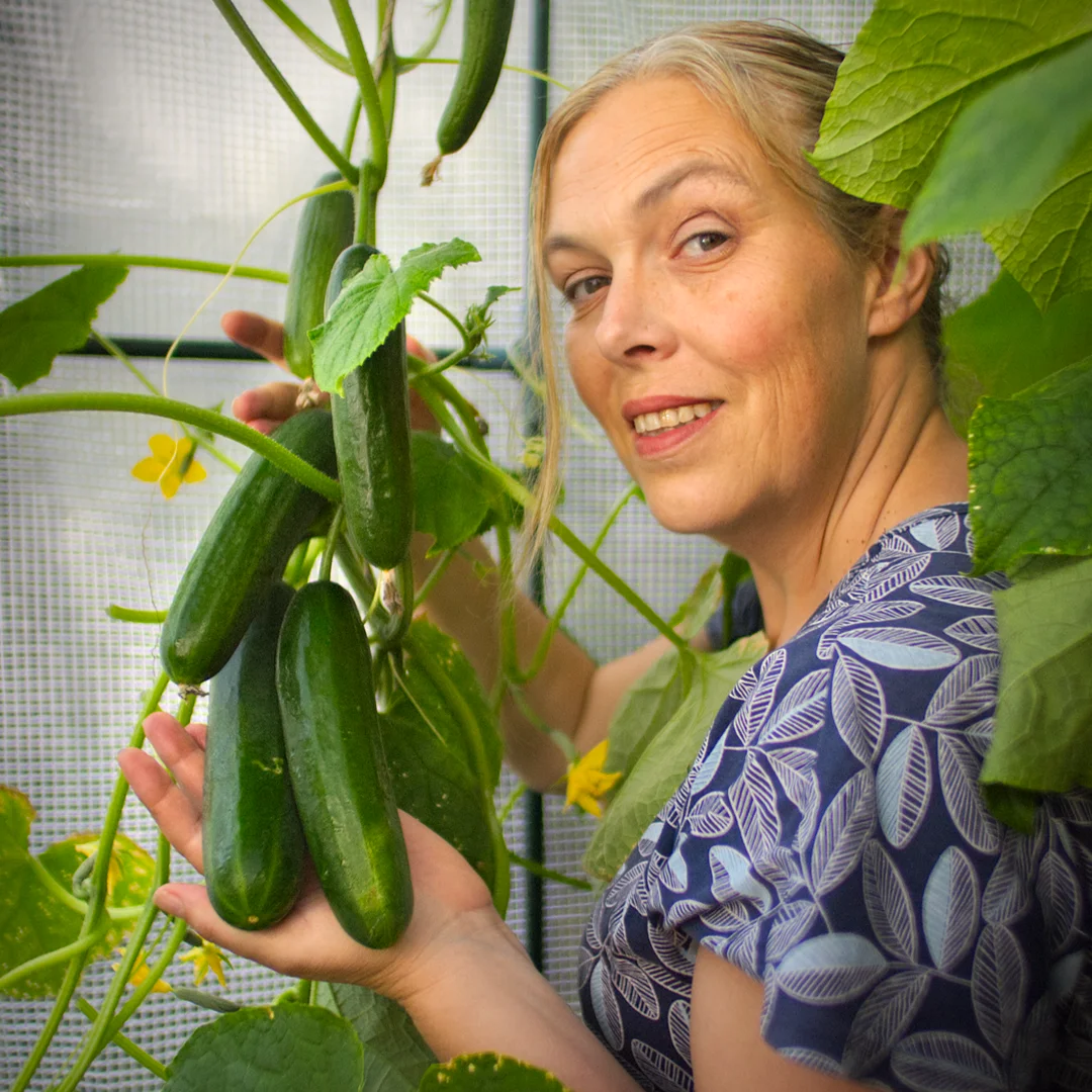  World of Chillies Passandra cucumbers growing on vine with medium-sized fruit 