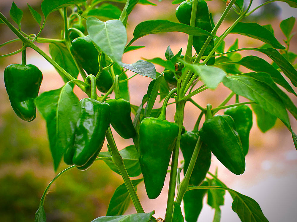 plate of pimiento de padron chillies