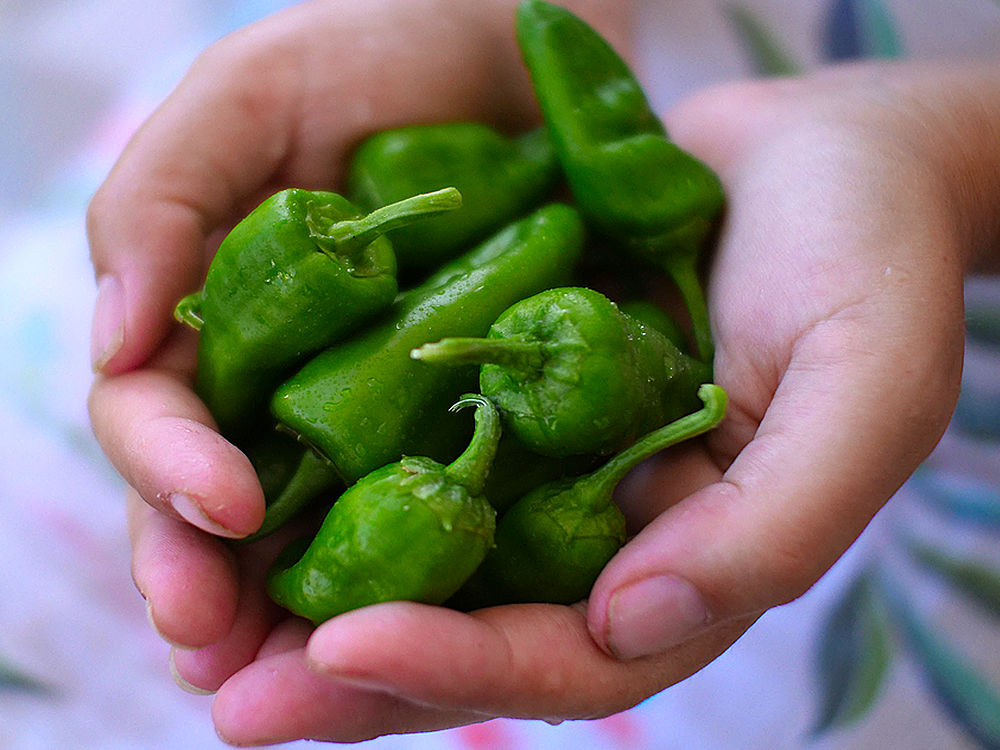pimiento de padron chilli
