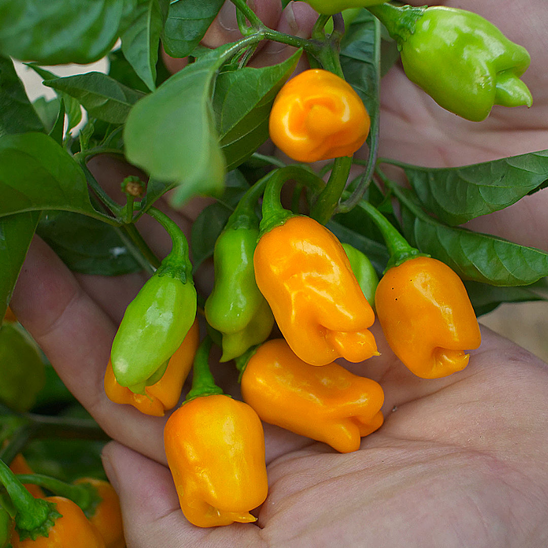  Datil ripens directly from green to yellow-orange, with no intermediate colour stage. 