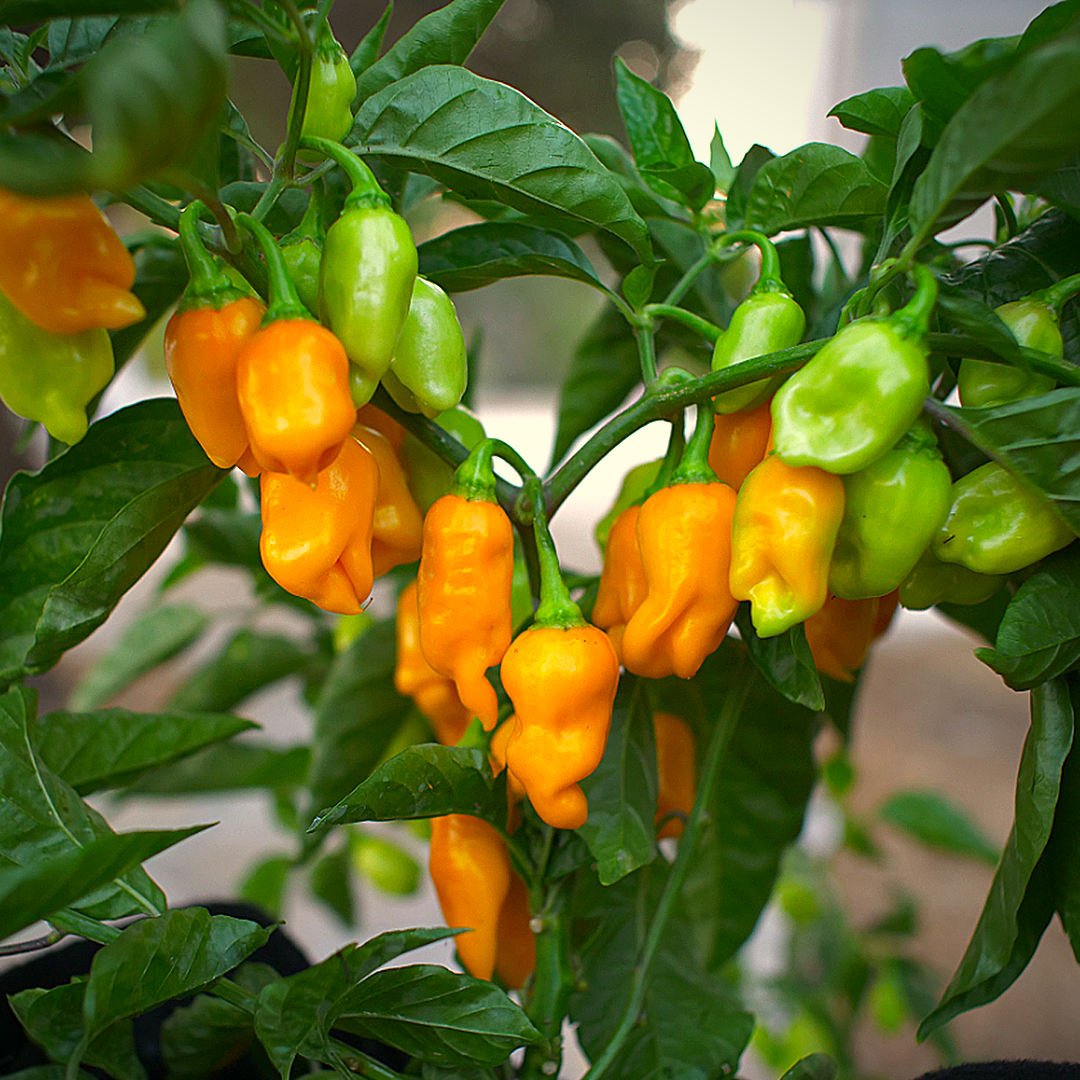  Plants set fruit in tight clusters, giving steady harvests rather than sudden gluts. 