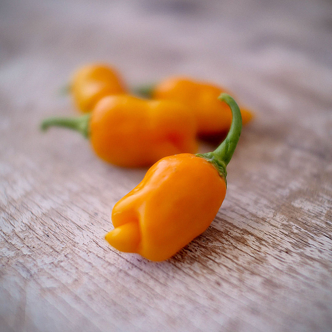  Short, blunt-ended pods with a clean sheen look particularly good once bottled. 