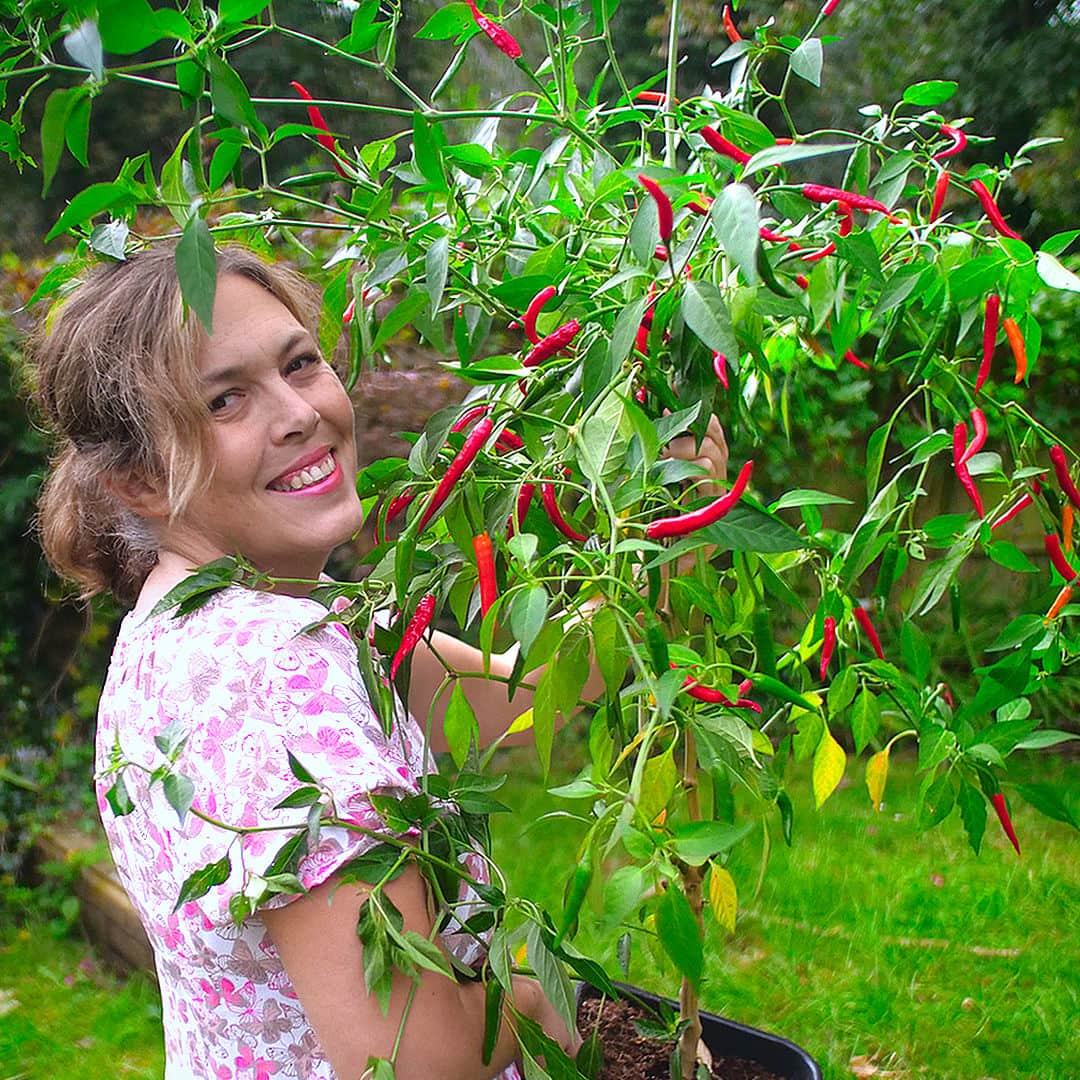  Plants grow tall and loose, producing fruit across a wide, unstructured frame. 