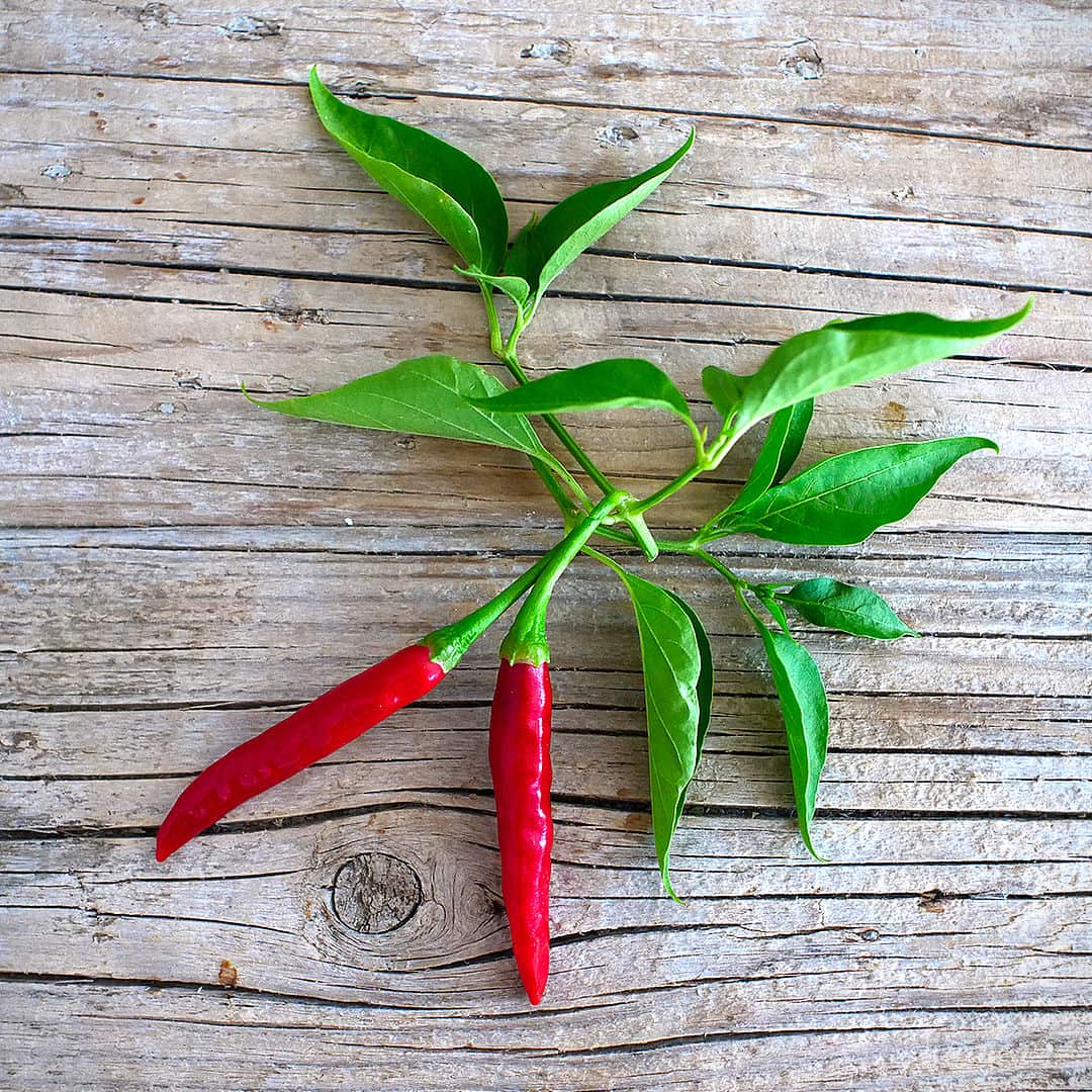  Pod shape varies naturally, with straight and curved fruits on the same plant. 