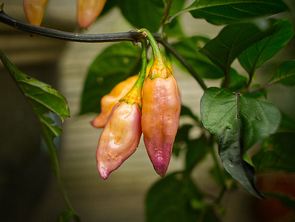 Peach Gum Tiger Chilli