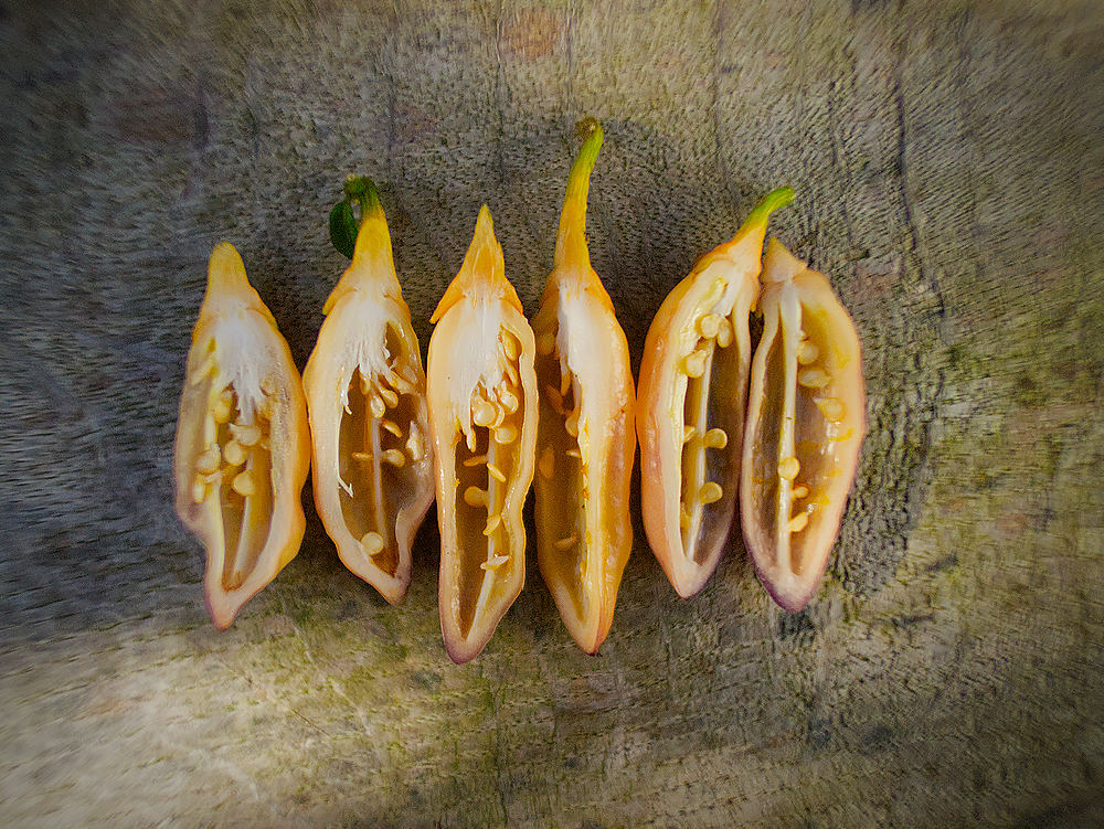 Peach Gum Tiger Chilli