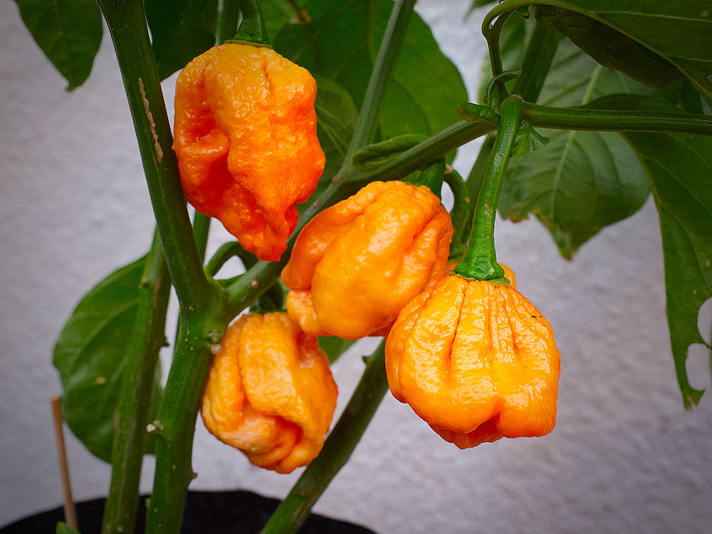 Borg 9 Chilli