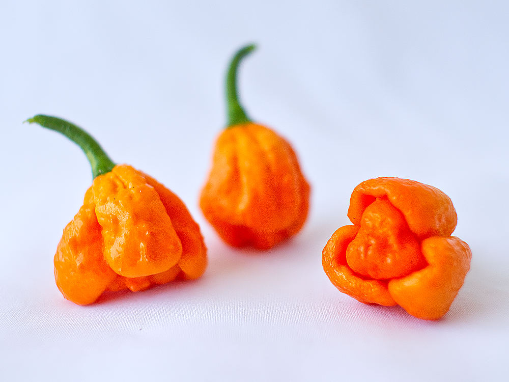 Borg 9 Chilli