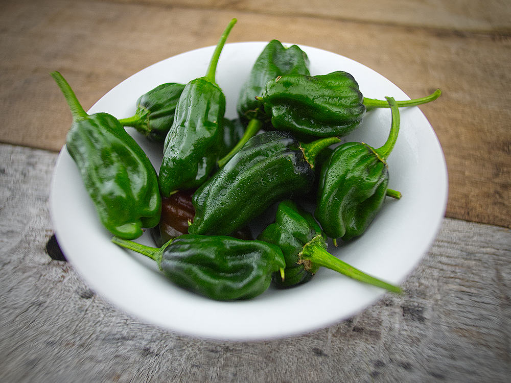 Shishito chillies