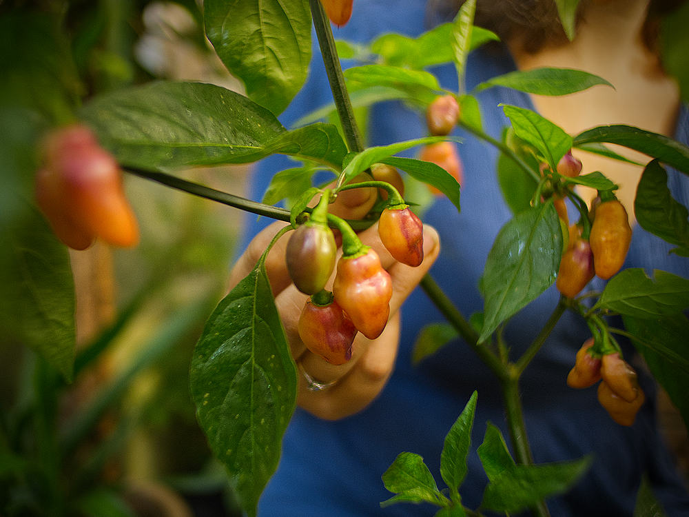 Cheiro Roxa chilli pods