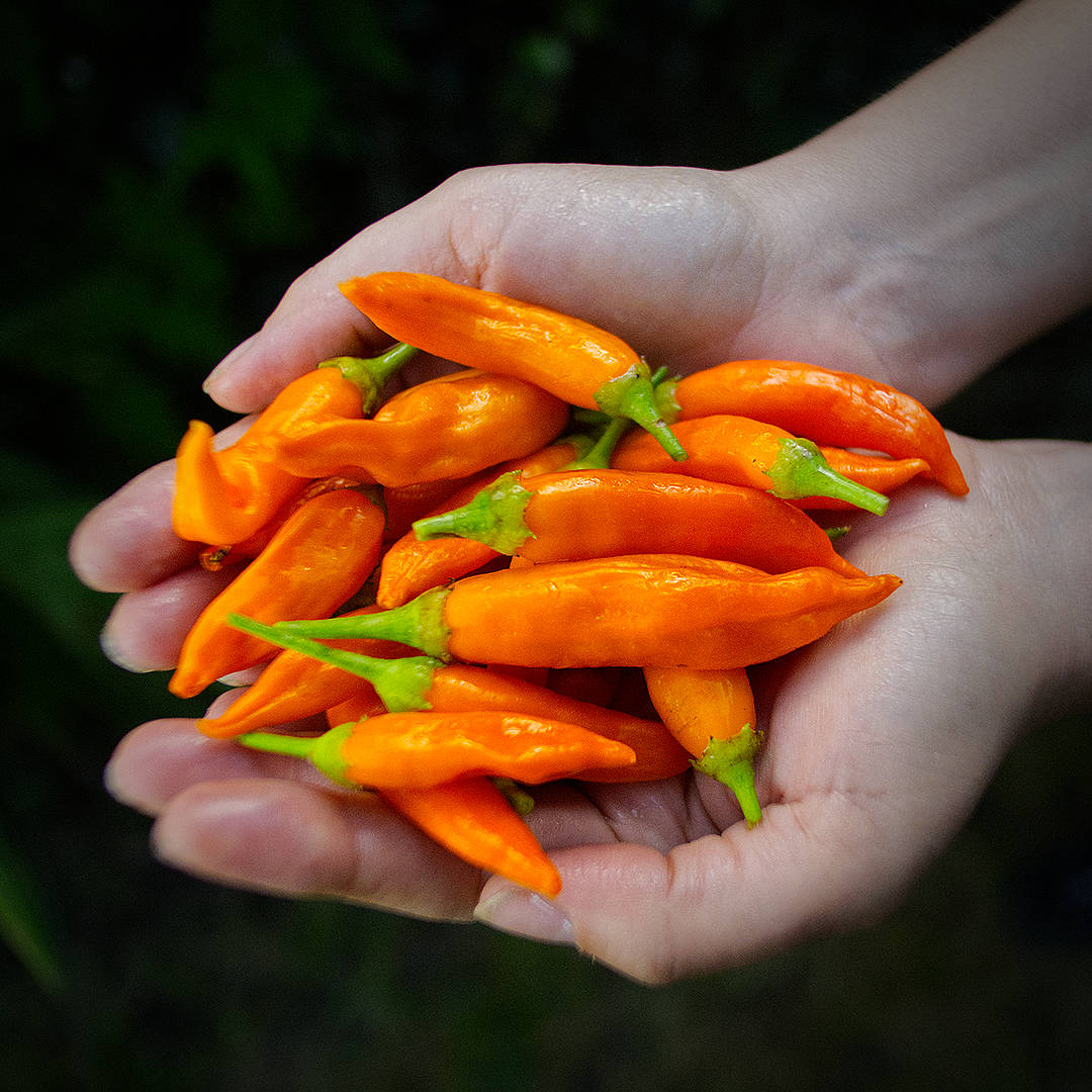 Havana Gold Chilli