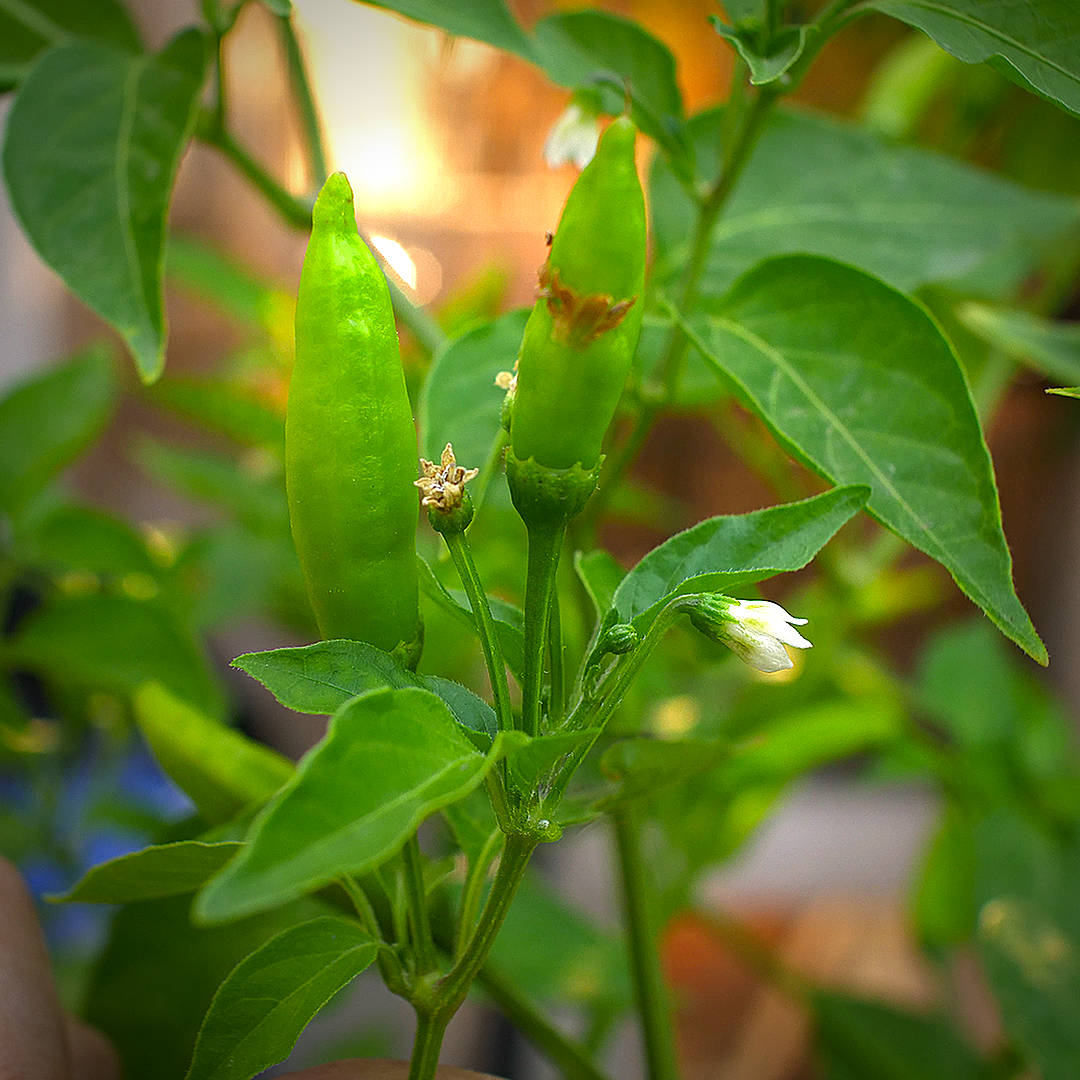 Lemon Aji Chilli
