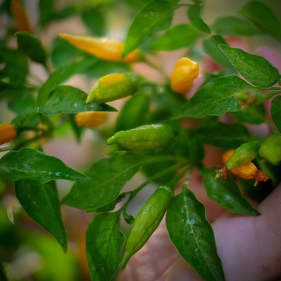 Lemon Aji Chilli