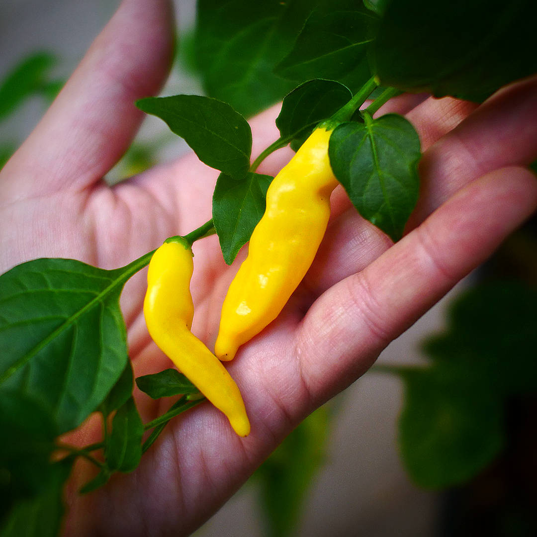 Lemon Aji Chilli