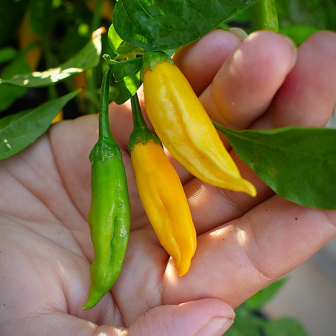 Lemon Aji Chilli