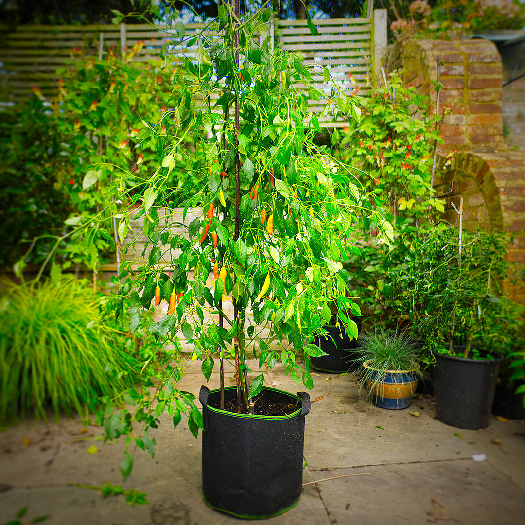 Havana Gold Chilli