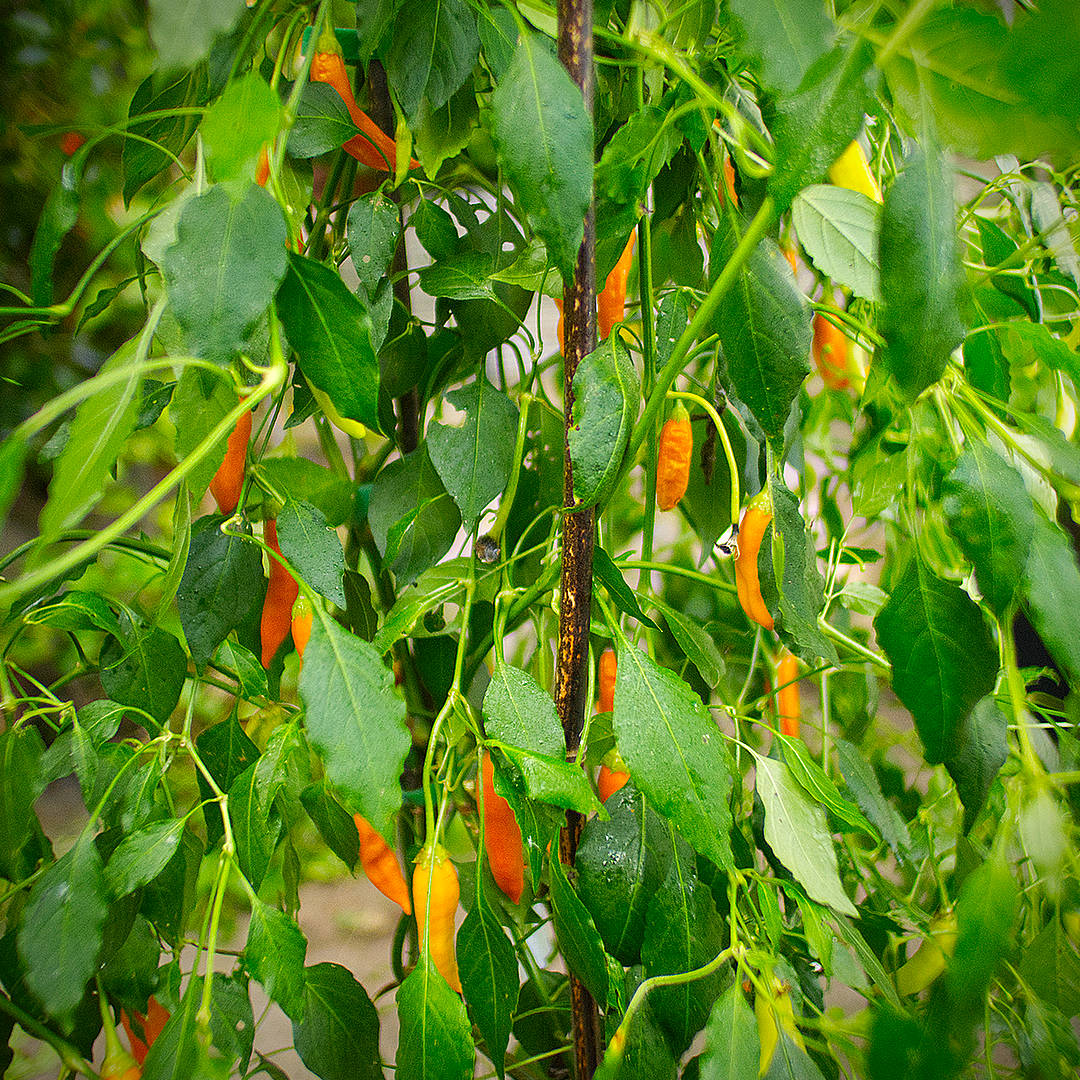 Havana Gold Chilli