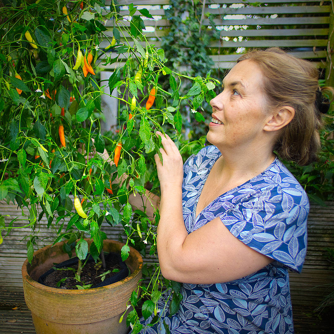Havana Gold Chilli