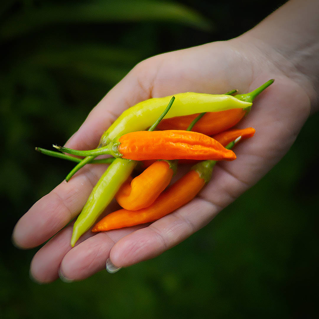 Havana Gold Chilli