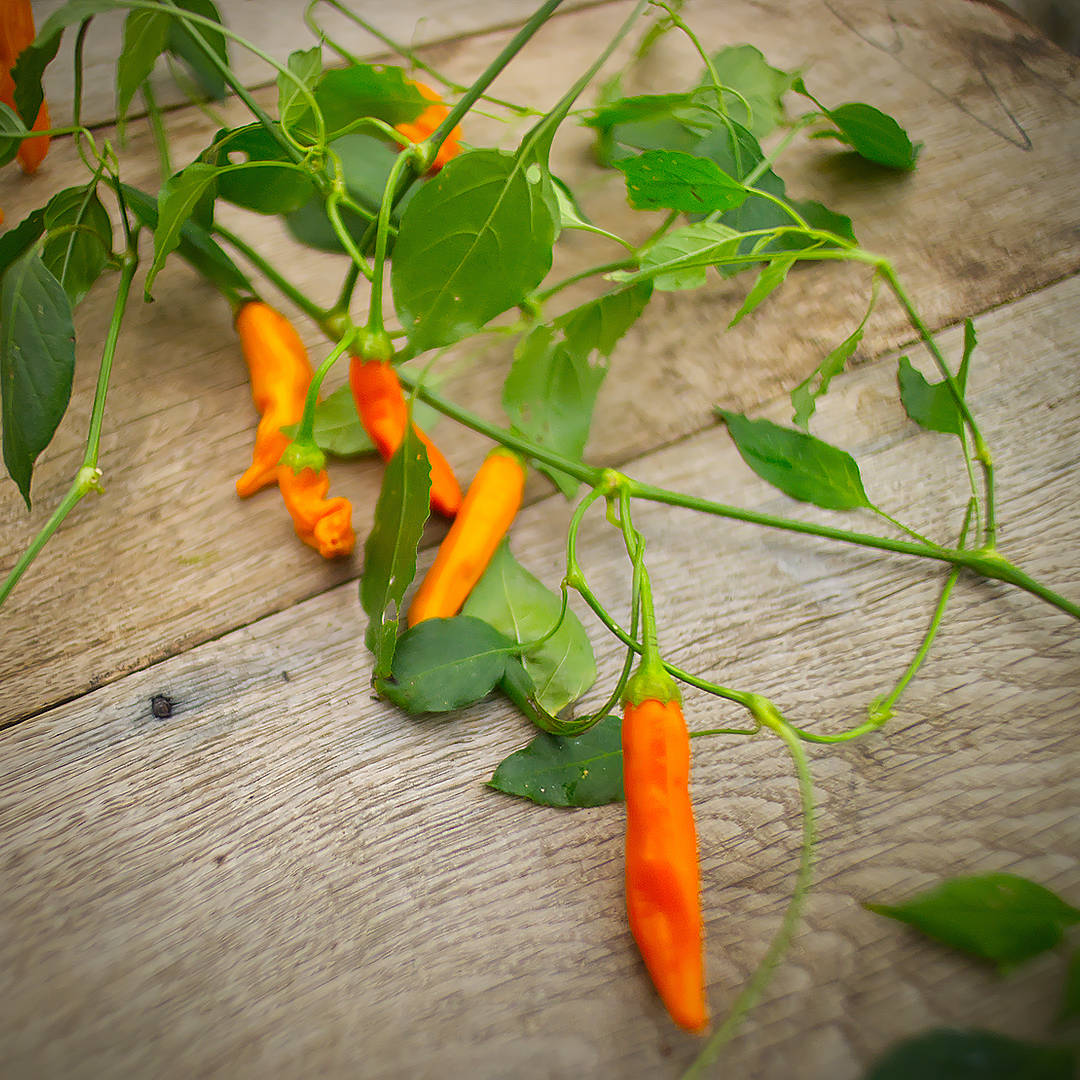 Havana Gold Chilli
