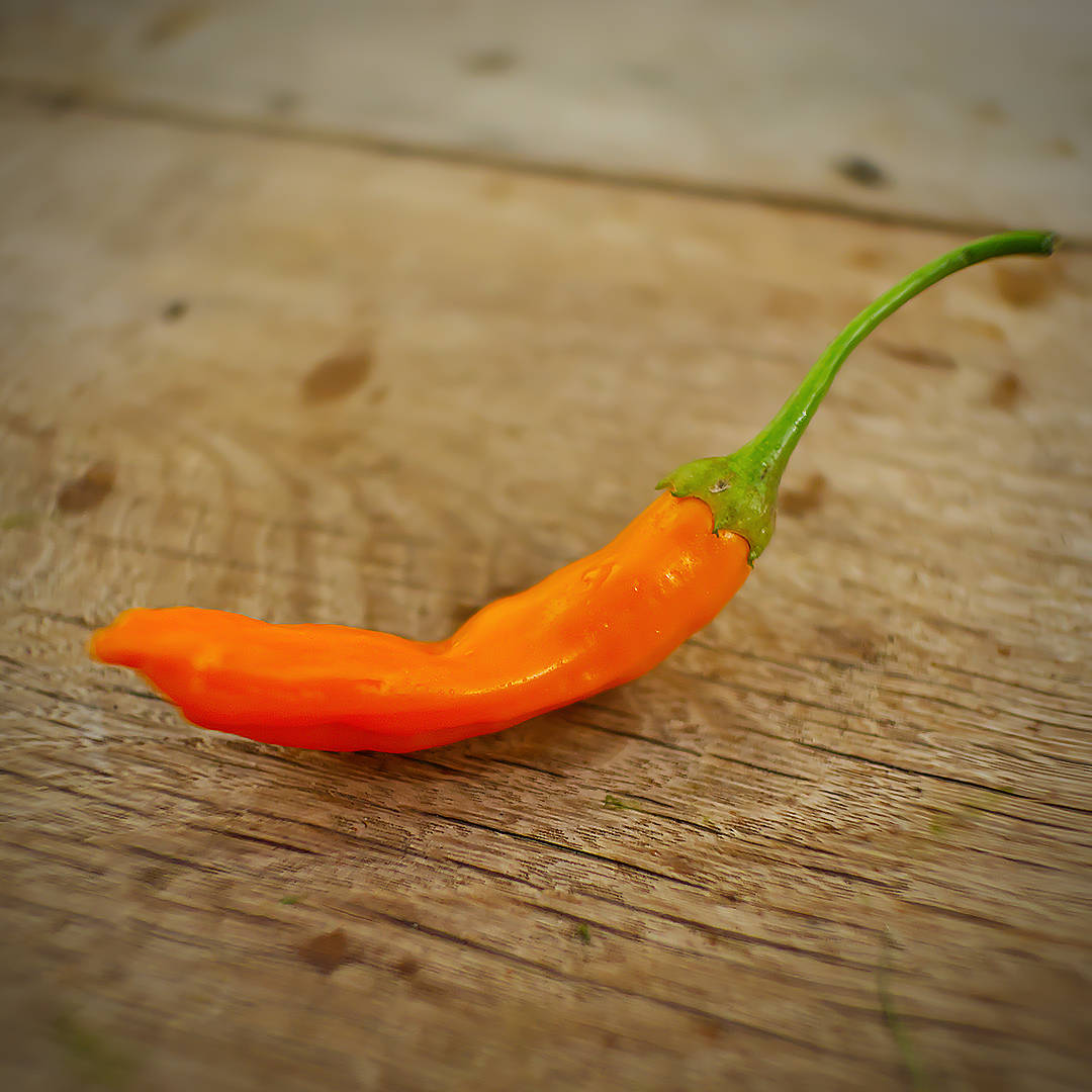 Havana Gold Chilli
