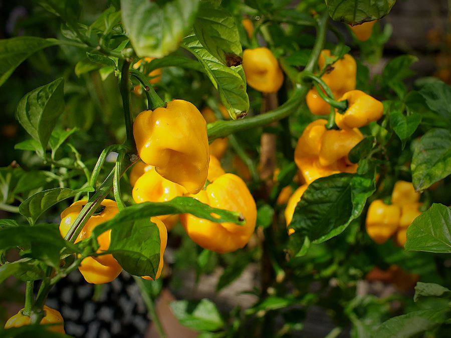 a mass of pods on this bush