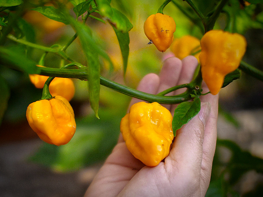 crumpled yellow pods