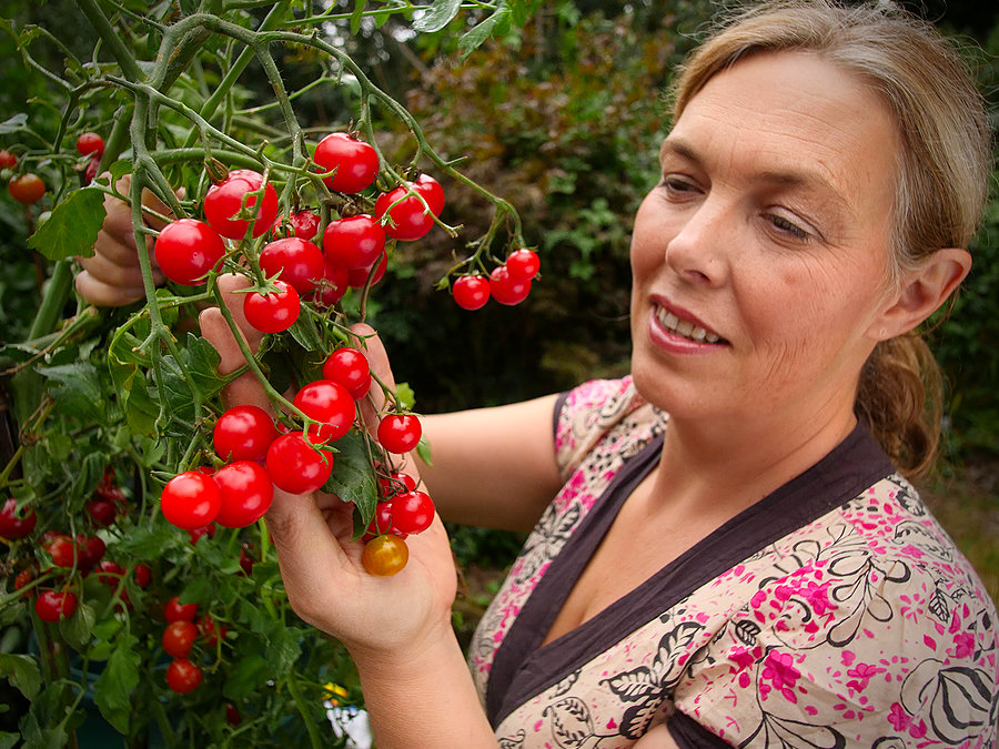 small sweet suncherry tomatoes