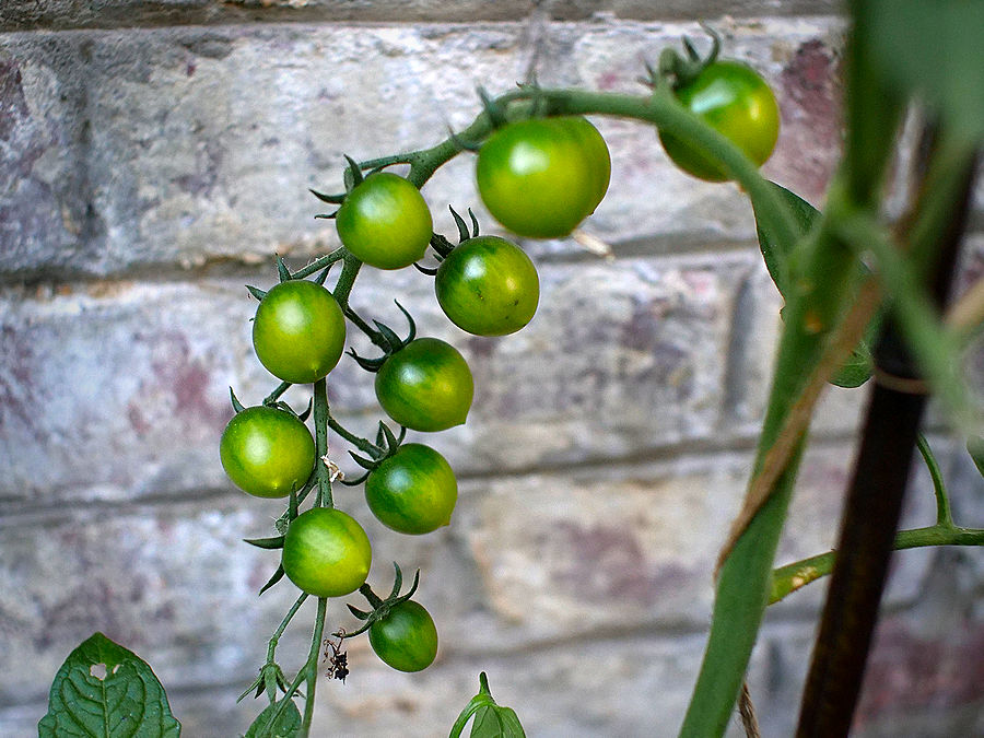 green Sakura tomato