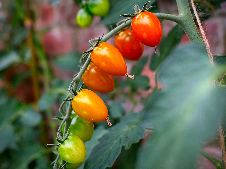 skaura tomato truss