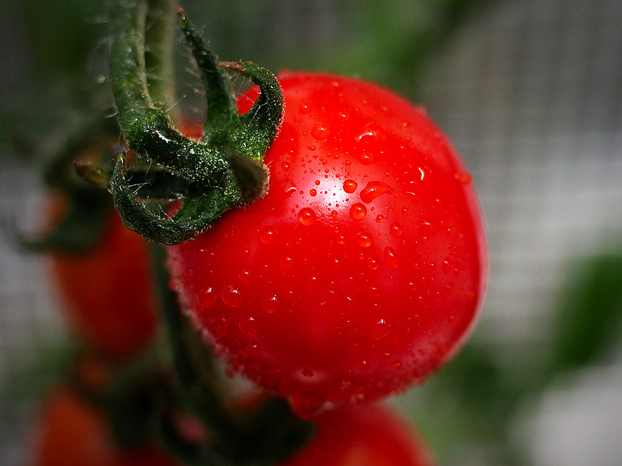 sakura tomato fruit